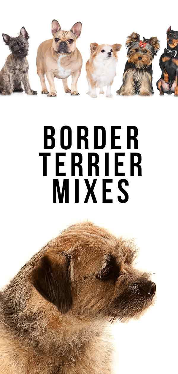 Border Terrier Mixes - Finden Sie die beliebtesten Hybriden heraus