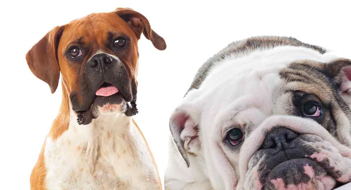 תערובות כלבי בוקסר - איזה גזע בוקסר קרוס יהיה חיית המחמד המושלמת שלך?