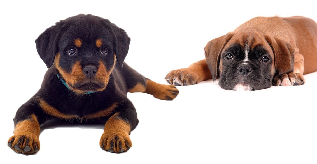 Rottweiler Boxer mix - mešanice za bokserske pse