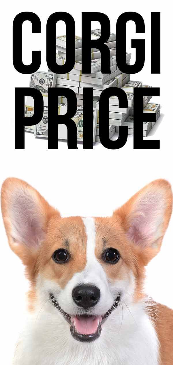 Corgi Price: Stroški prihoda domov in vzgoje Corgija