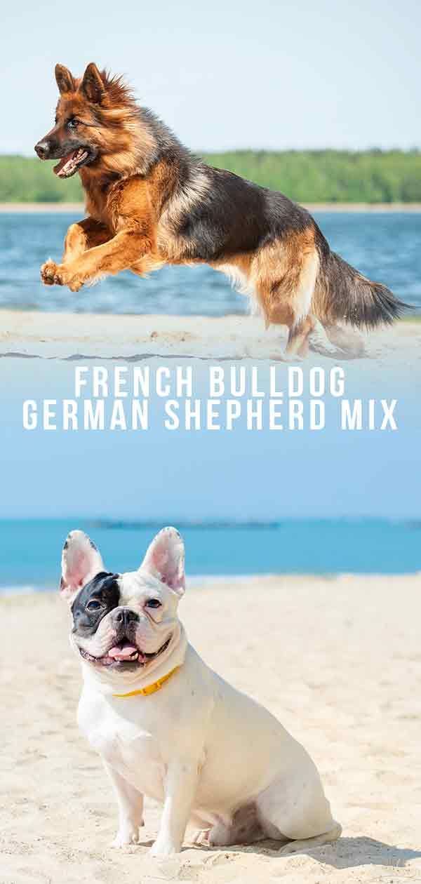Französische Bulldogge Deutscher Schäferhund Mix