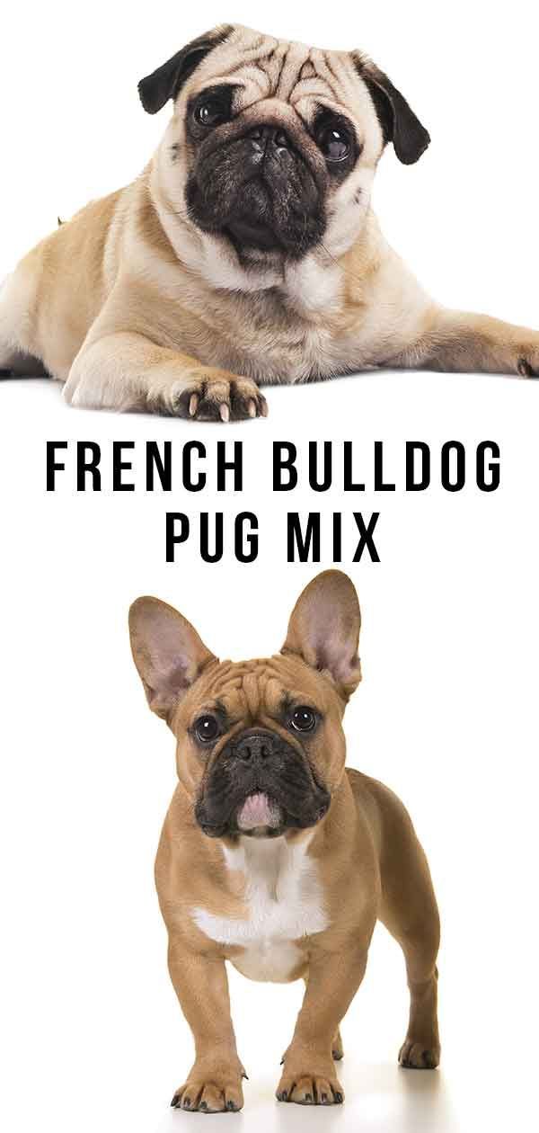 Ranskanbulldoggi-mopsiyhdistelmä: Onko tämä oikea risti sinulle?