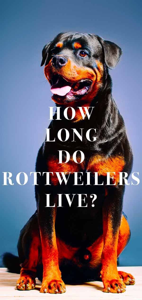 combien de temps vivent les rottweilers