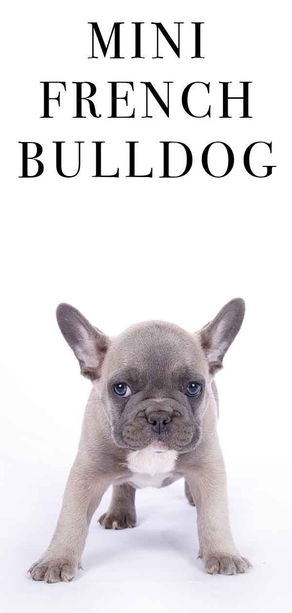 Mini fransk bulldog