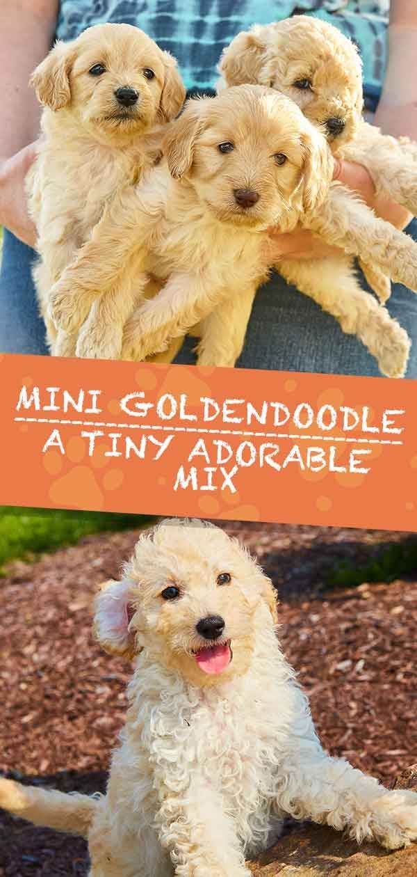 Mini Goldendoodle Mix -rotujen tiedot - Golden Retriever Poodle Mix