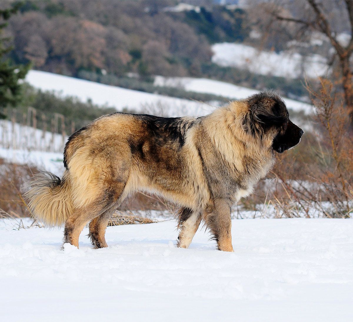 руски пас медвед - кавкаски овчар