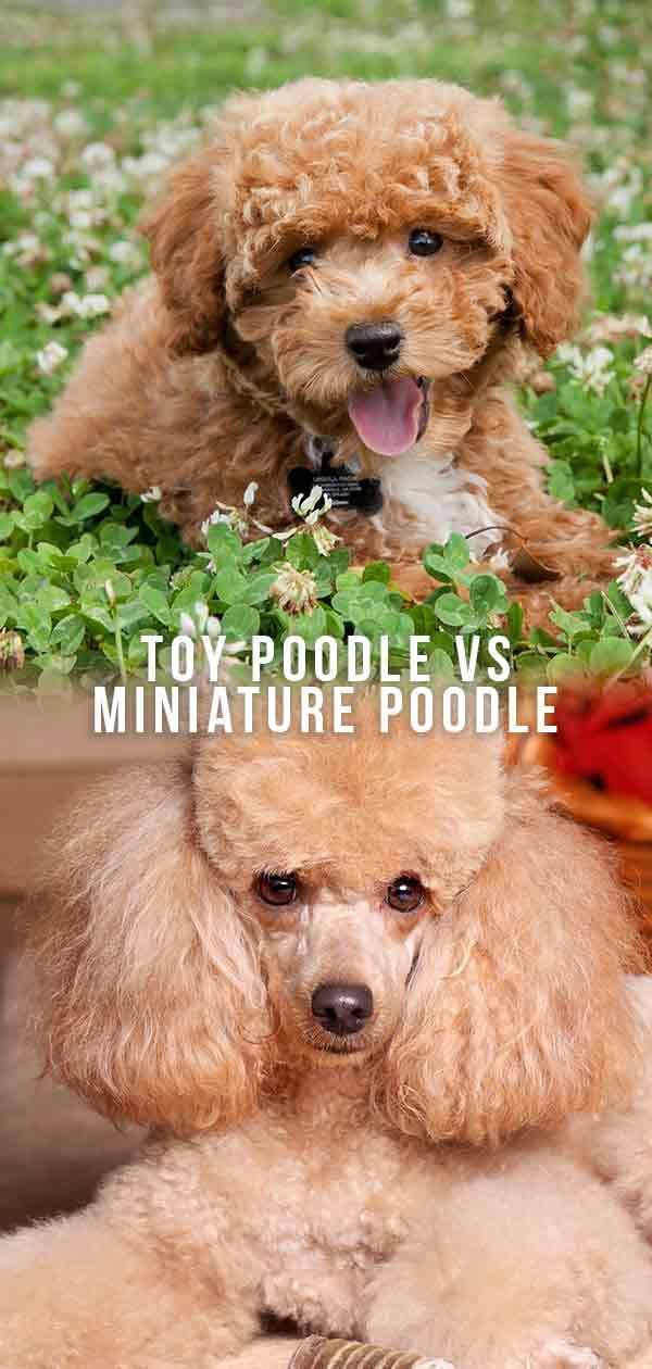 Toy Poodle Vs Miniature Poodle - Quelle est la différence?
