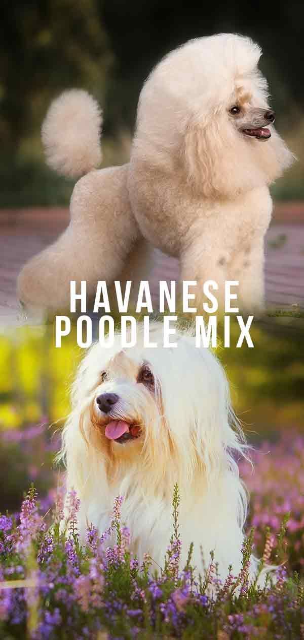 Havapoo - Le mélange adorable de caniche havanais est-il fait pour vous?