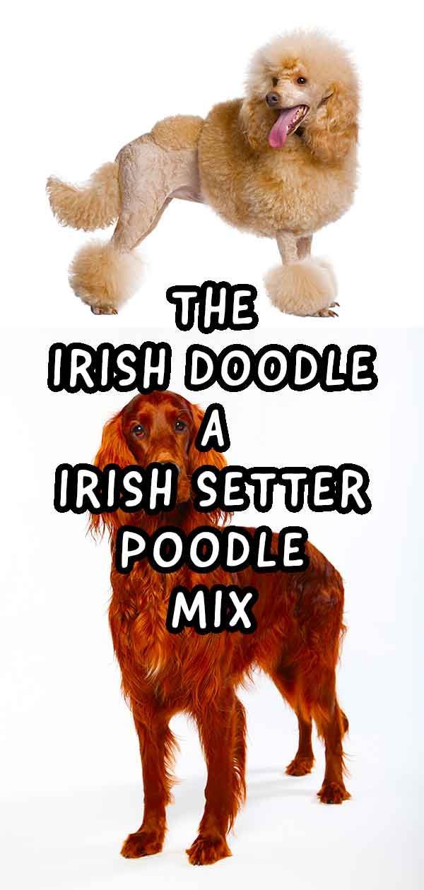 irlantilainen doodle