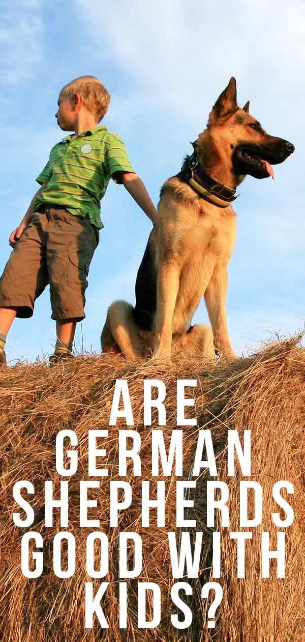 הם רועים גרמנים טובים עם ילדים