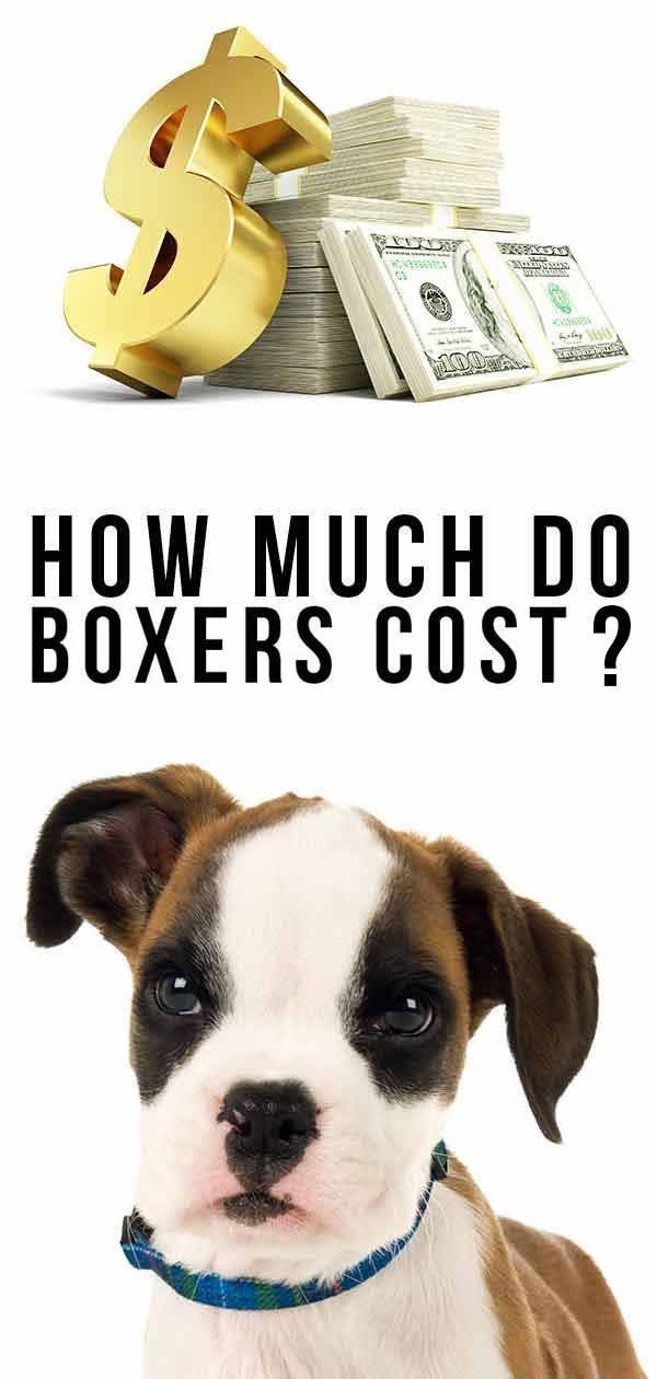 Combien coûtent les boxeurs pour acheter en tant que chiots et augmenter à l'âge adulte?