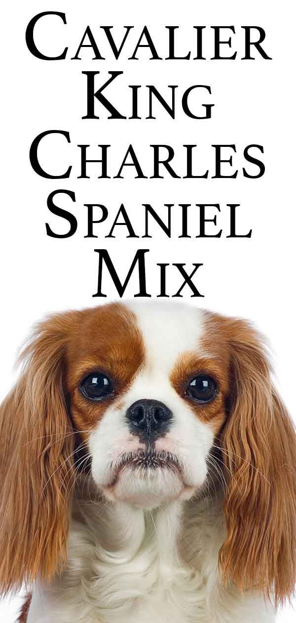 cavalier king charles spaniel mix