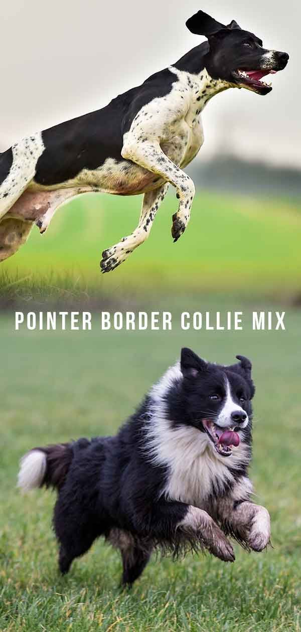 Pointer Border Collie Mix: aquest híbrid de treball dur és adequat per a vosaltres?