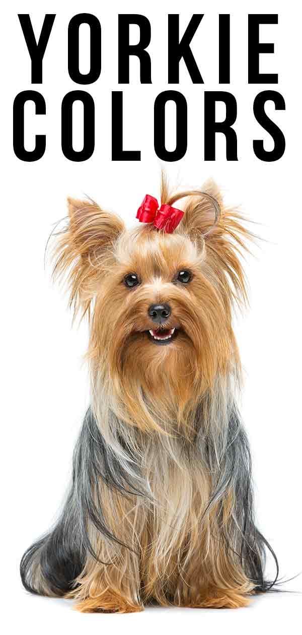 couleurs Yorkie