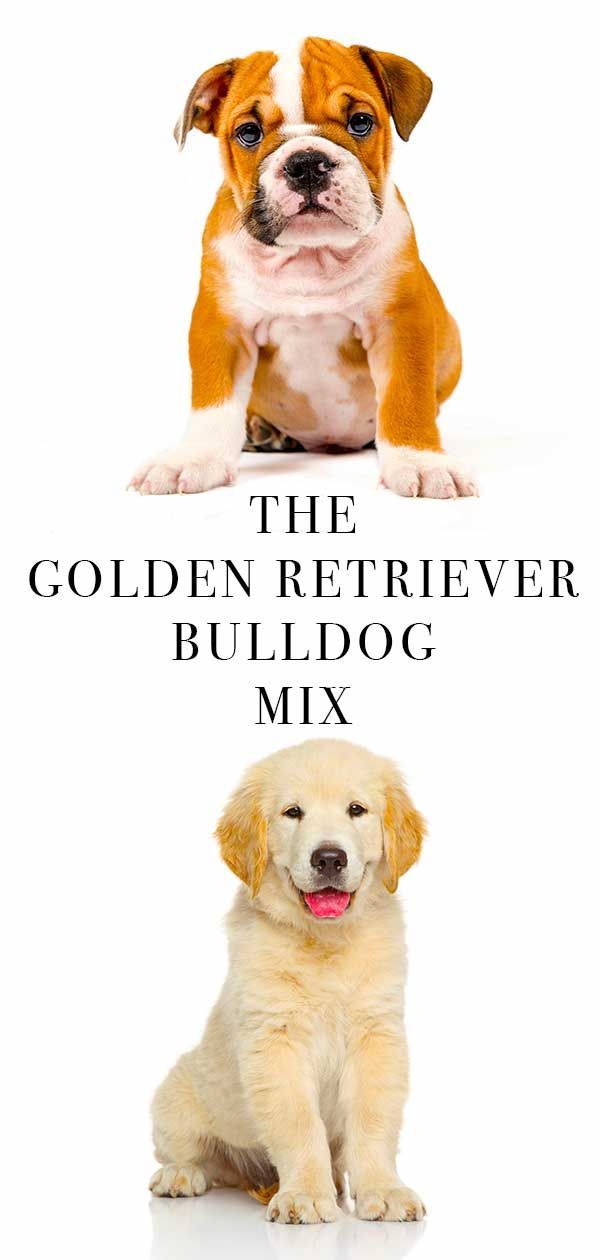 mix de bulldog golden retriever