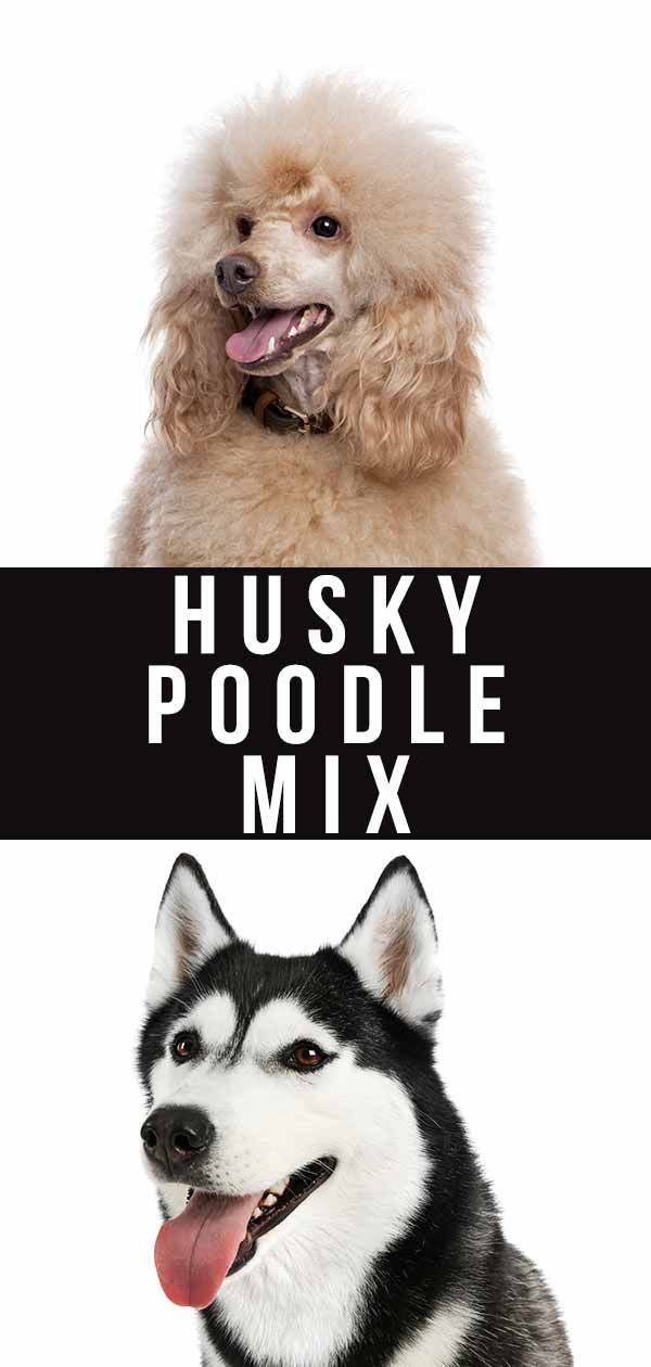 Informacije o pasmi mešanega pudla Husky - vodnik za psa Huskydoodle
