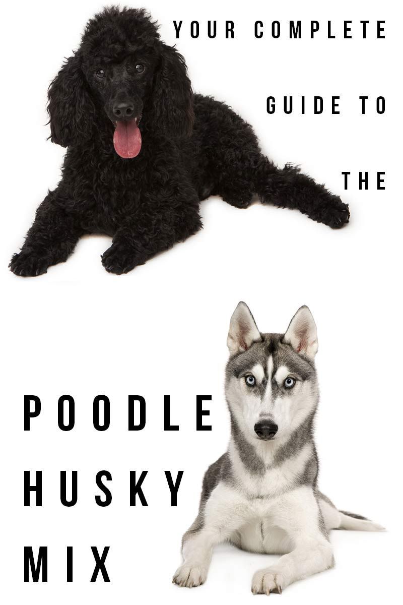 Din kompletta guide till Poodle Husky Mix - Granskning av blandrashund.