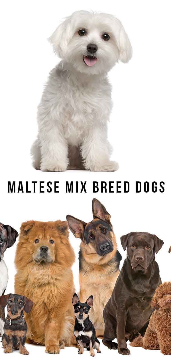 כלבים מיקס מלטזיים
