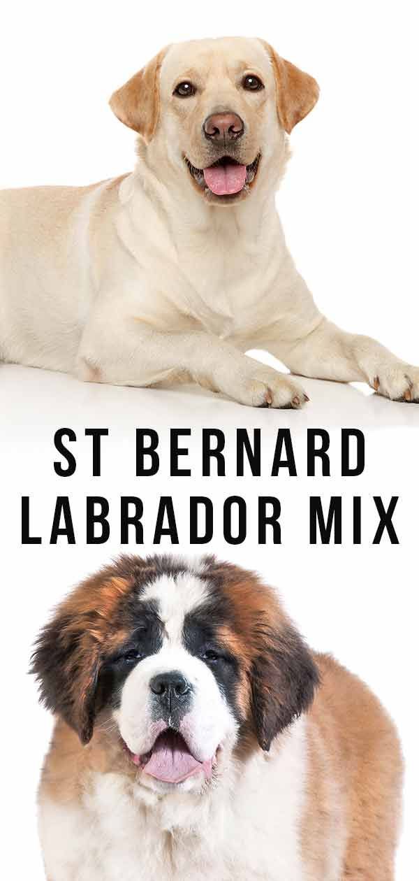 Saint-Bernard Lab Mix: Y a-t-il de la place dans votre vie pour le Labernard?