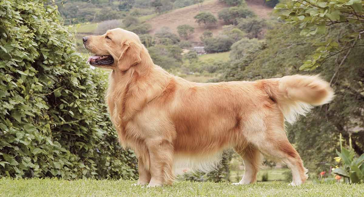 Auksaspalvių retriverių šunų veislė