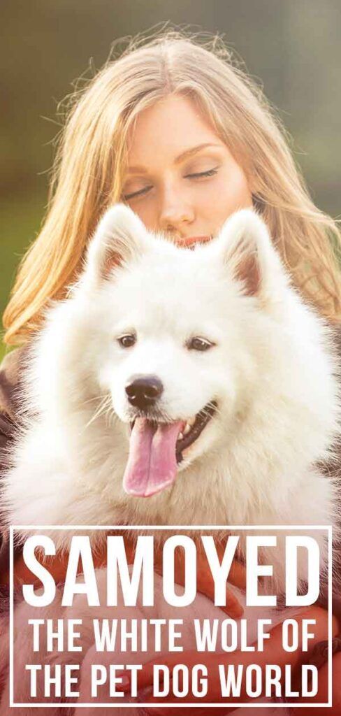 Centre d'information sur les races de chiens samoyèdes - Le guide du loup blanc