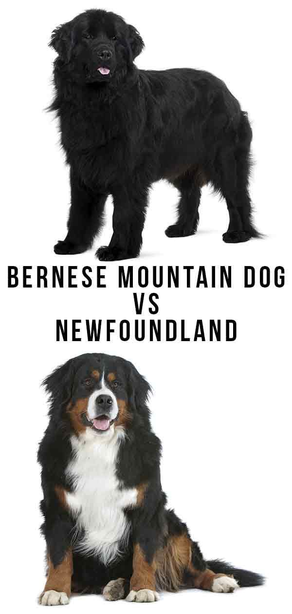 Berno kalnų šuo, palyginti su Niufaundlendu - kuri milžinų veislė jums tinka?