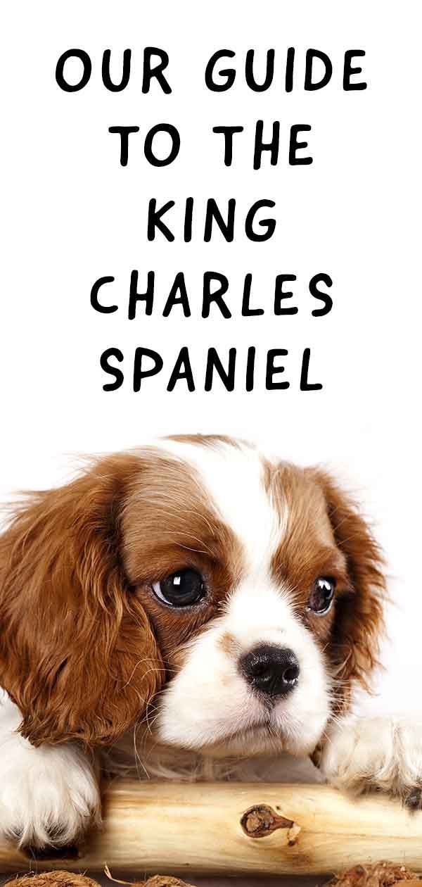 King Charles Spaniel: Ce chien amical est-il votre animal de compagnie idéal?