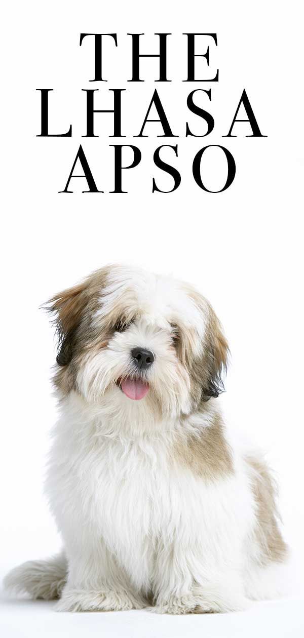 Lhasa Apso - De kleine hond boordevol persoonlijkheid