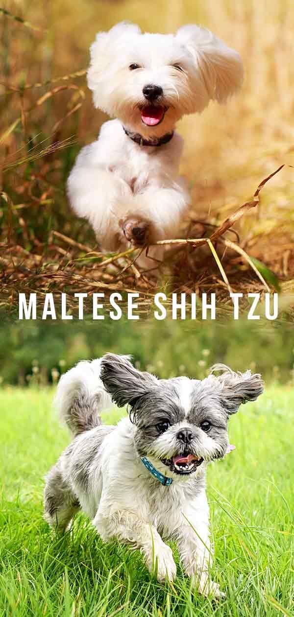 Maltese Shih Tzu Mix - Est-ce le parfait animal de compagnie de la taille d'une pinte?