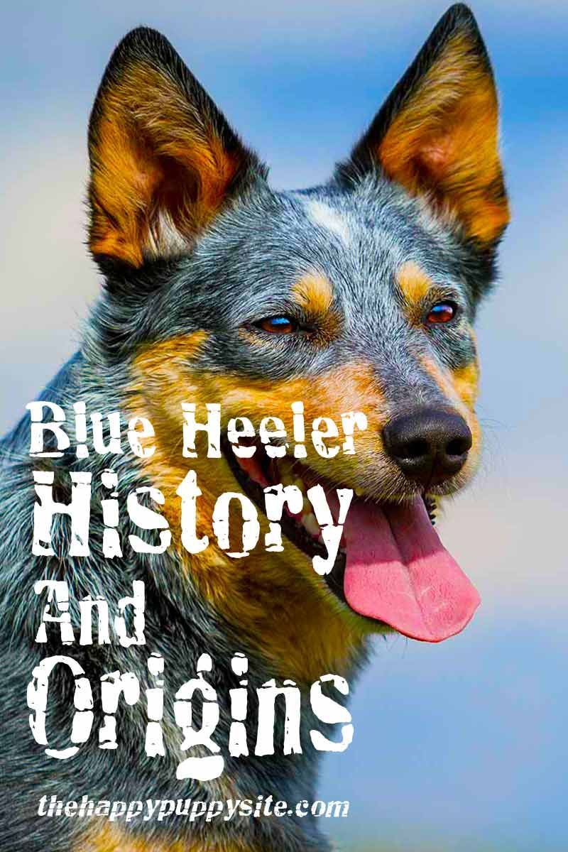 „Blue Heeler“ istorija ir kilmė - šunų veislių istorija.