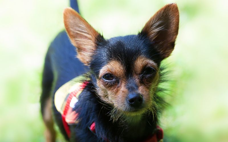 chihuahua keverékek - Chorkie - Chihuahua Yorkshire Terrier Mix