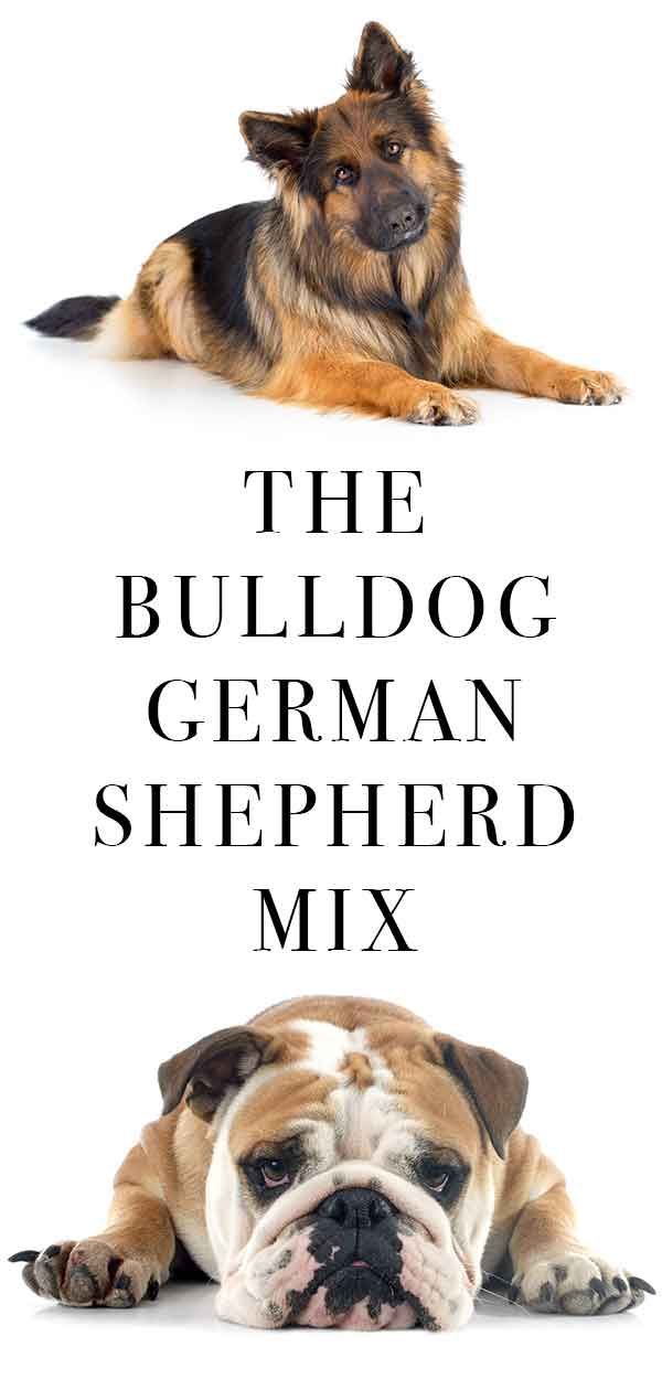 Německý ovčák Bulldog Mix - americký buldok a GSD v kombinaci