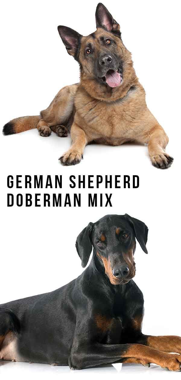 German Shepherd Doberman Mix - Chó bảo vệ tuyệt vời hay Thú cưng gia đình?
