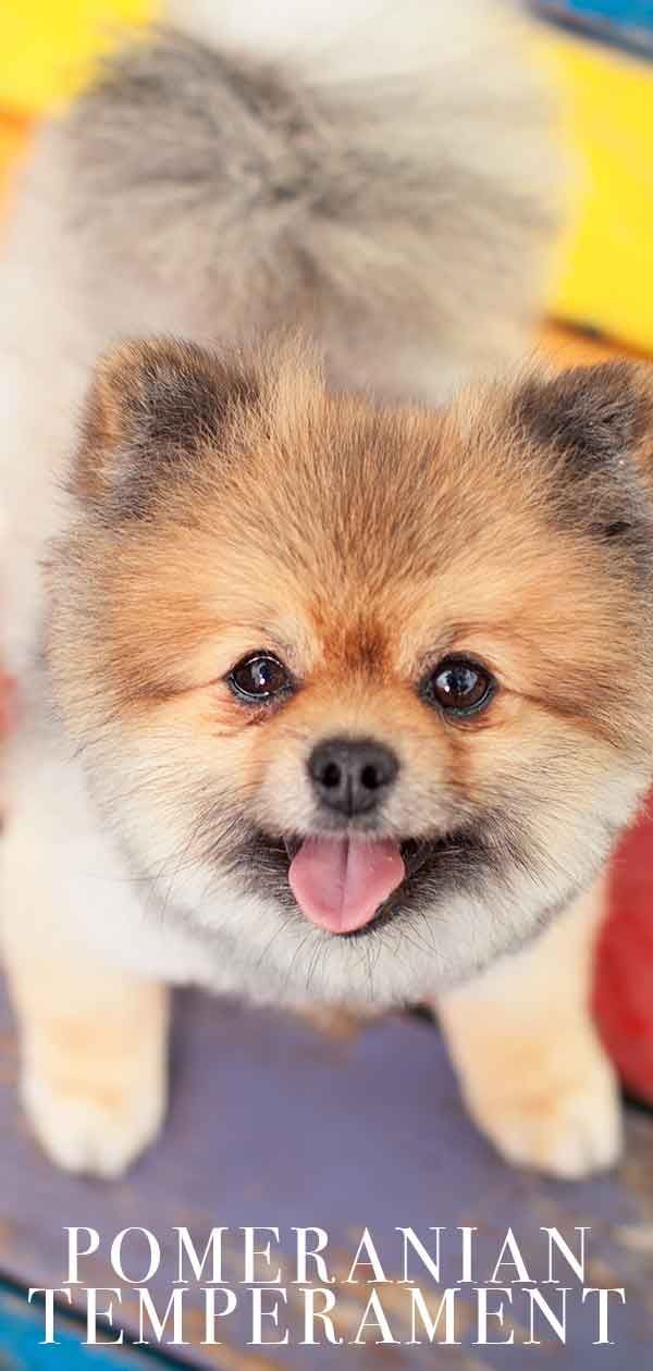 Temperamen Pomeranian - Apakah Anjing Ini Tepat Untuk Keluarga Anda