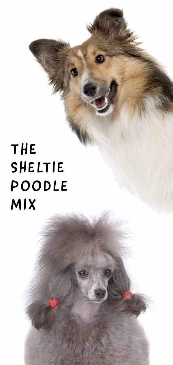Sheltidoodle - Hur är Shetland Sheepdog Poodle Mix verkligen?