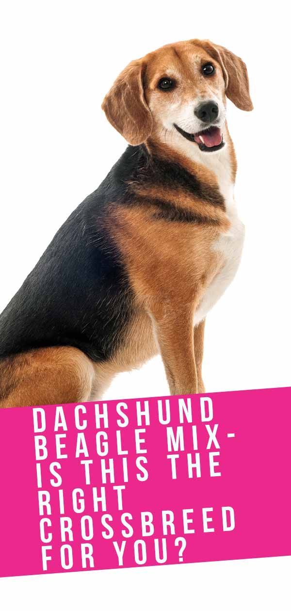 Teckel Beagle Mix Rasinformatie - Een gids voor de Doxle-hond