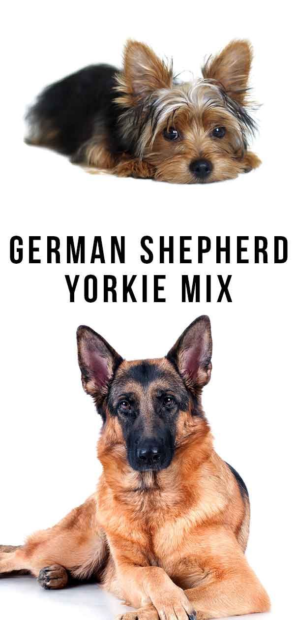 Deutscher Schäferhund Yorkie Mix