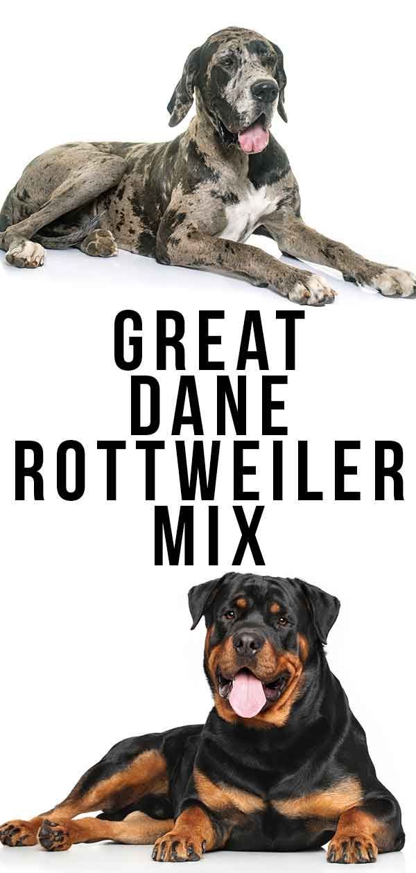 Mélange Great Dane Rottweiler