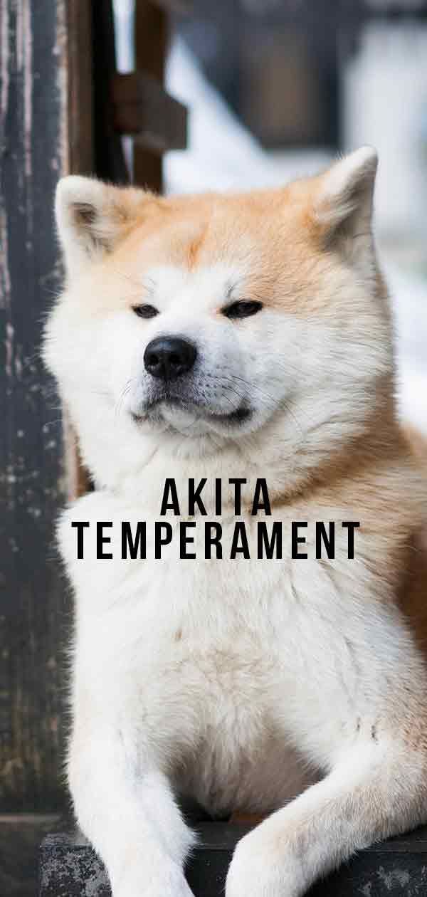 Akita Temperament - Hoe gedraagt ​​dit grote ras zich?