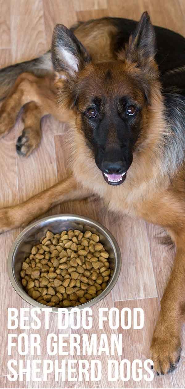 מזון הכלבים הטוב ביותר לכלב הרועים הגרמני