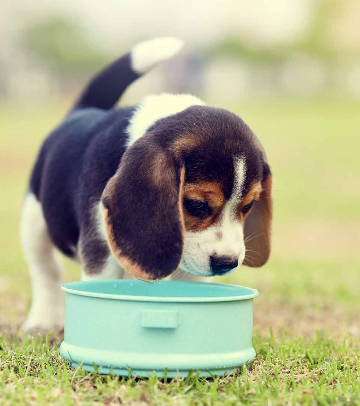 el millor menjar per a cadells per a beagles