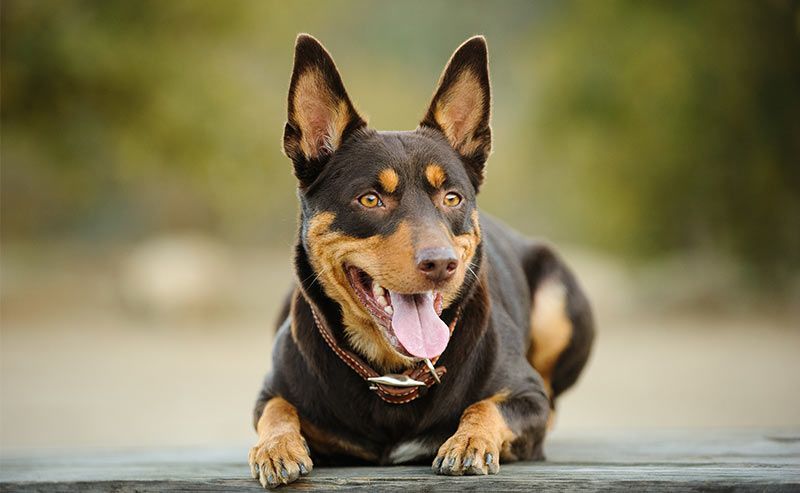 אצה אוסטרלית - גזעי כלבים שמתחילים עם