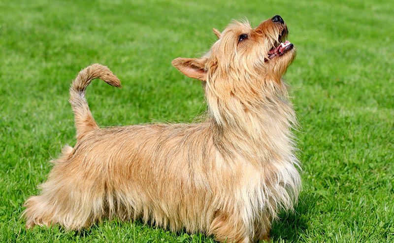 Austalian Terrier: races de gossos que comencen per