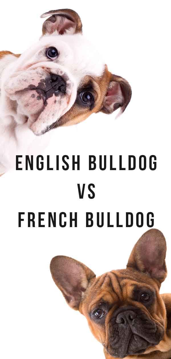 ranskalainen bulldog vs englanti bulldog