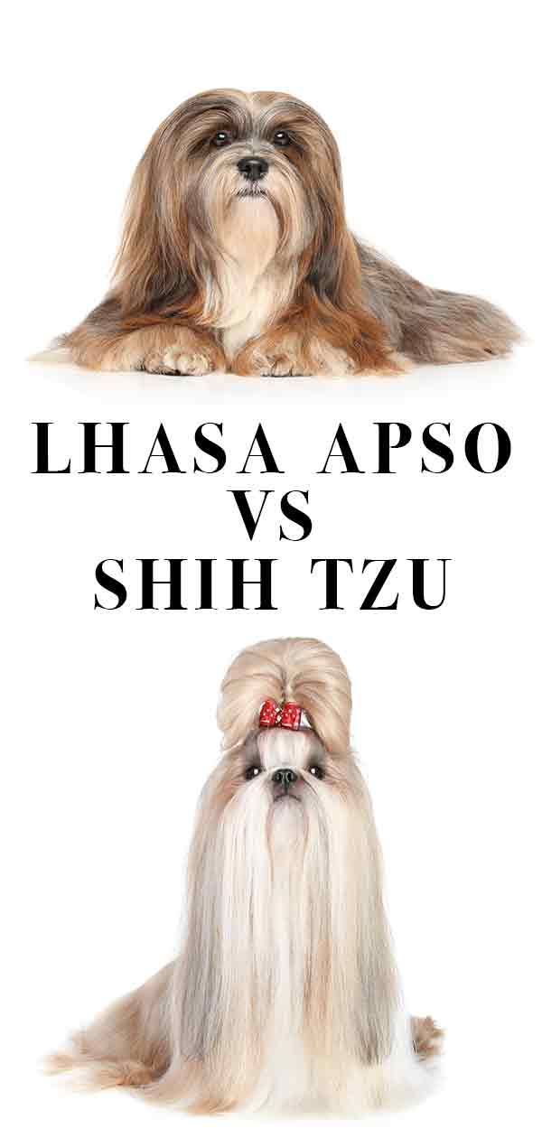 Lhasa Apso vs Shih Tzu - ar galite pastebėti skirtumą?