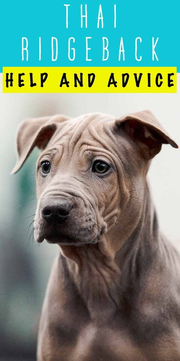 Ridgeback תאילנדי - האם הכלב הקדום הזה מוכן לחכירת חיים חדשה?