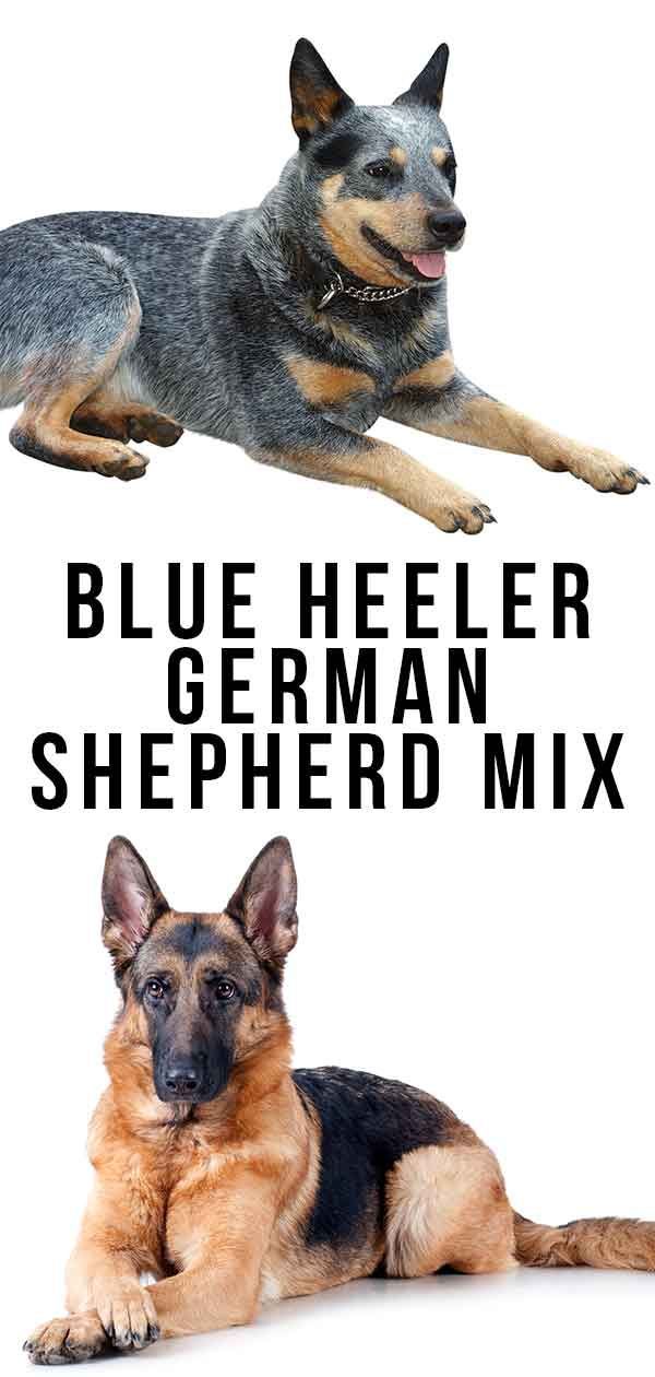Saksanpaimenkoirayhdistelmä Blue Heeler - Älykäs uskollinen kumppani