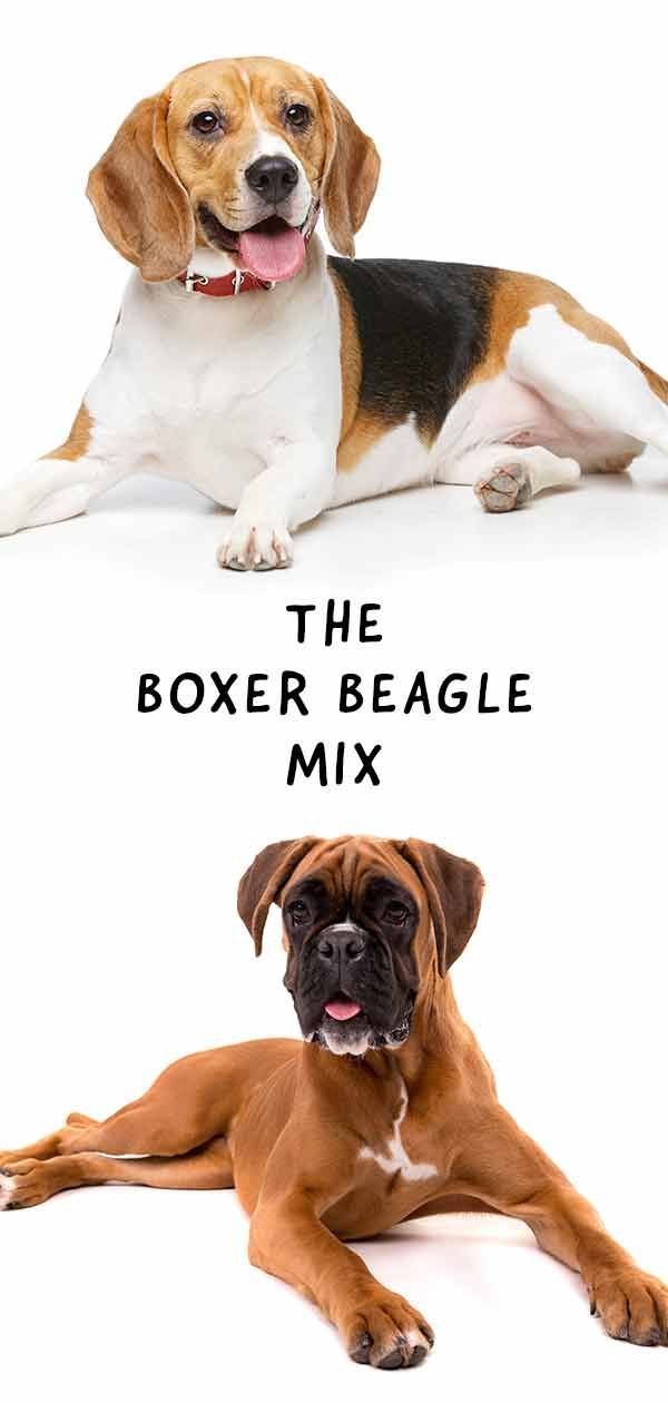 „Boxer Beagle Mix“ - susipažink su „Bogle“