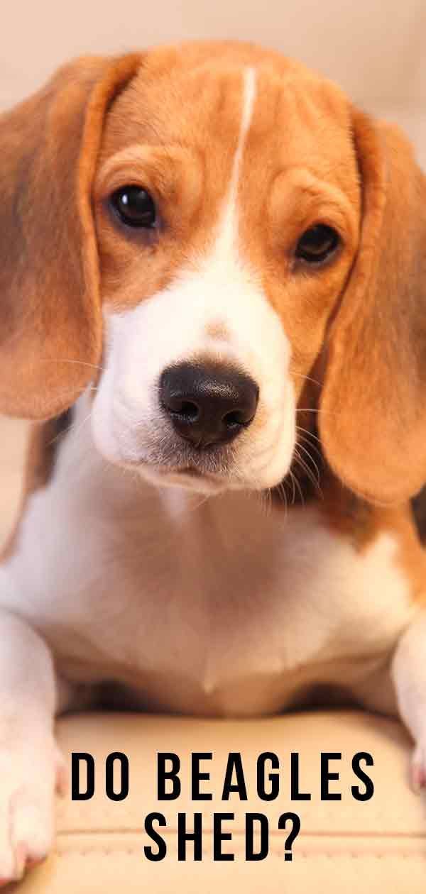 Ali Beagles Shed: Ali bo vaš novi kužek razširil krzno okoli vašega doma?