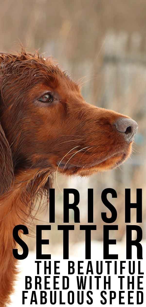 Centre d'informació sobre la raça de gos setter irlandès